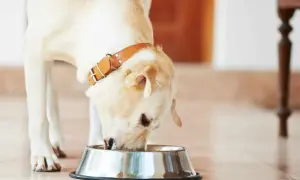 Co ugotować dla psa, aby zapewnić mu zdrową i zbilansowaną dietę